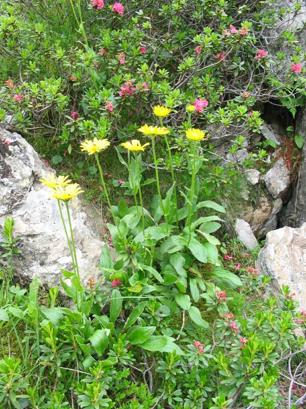 Doronicum clusii / Doronico del granito